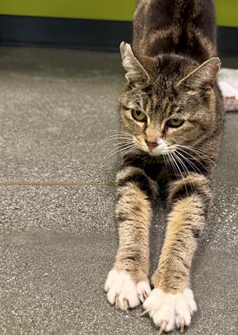PENNY, an adoptable Domestic Medium Hair in San Martin, CA