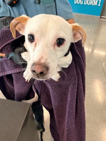 COCOPUFF, an adoptable Rat Terrier in San Martin, CA