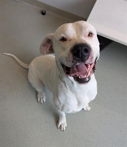 PETEY, an adoptable Dogo Argentino in San Martin, CA