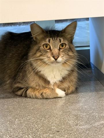 EDAMAME, Adult Domestic Short Hair (medium coat), cat for adoption in San Martin, California
