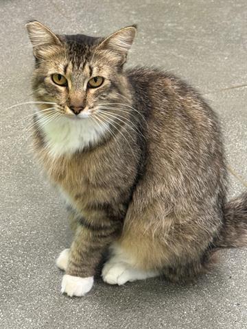 EDAMAME, Adult Domestic Short Hair (medium coat), cat for adoption in Turlock, California