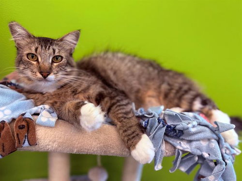 EDAMAME, Adult Domestic Medium Hair (medium coat), cat for adoption in Cupertino, California