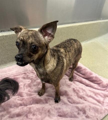 MISS PUFF, an adoptable Chihuahua in San Martin, CA