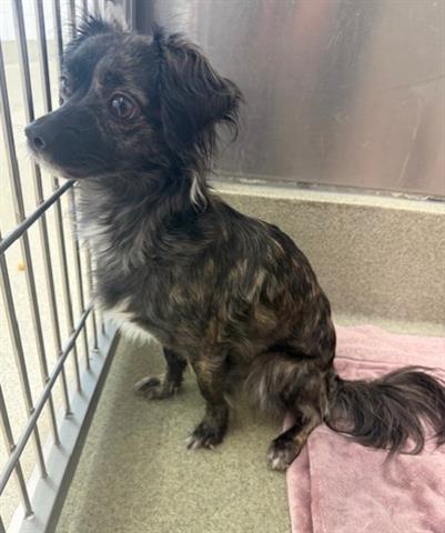 BUBBLES, an adoptable Chihuahua in San Martin, CA