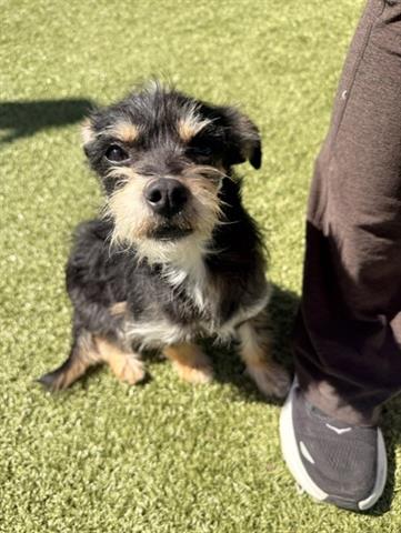 MARVIN, an adoptable Terrier in San Martin, CA