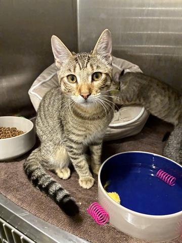 BRYCE, an adoptable Domestic Short Hair in San Martin, CA