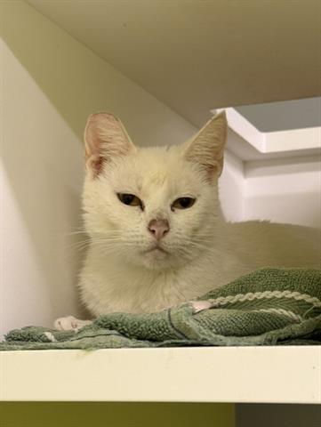 PINK, an adoptable Domestic Medium Hair in San Martin, CA