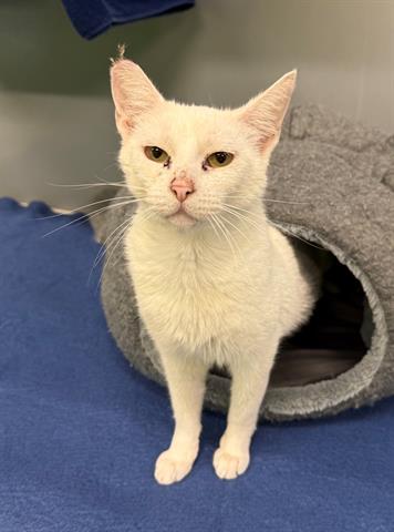 PINK, Young Domestic Medium Hair (medium coat), cat for adoption in San Martin, California
