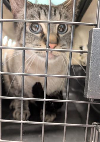 MONKEY, an adoptable Domestic Short Hair in San Martin, CA
