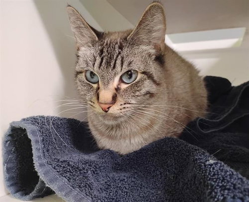 MONKEY, Adult Domestic Short Hair (medium coat), cat for adoption in San Martin, California