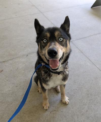 SEBASTIAN, an adoptable Siberian Husky in San Martin, CA