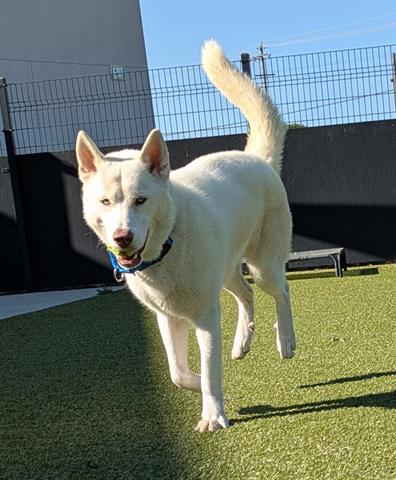 TUNDRA, an adoptable Siberian Husky in San Martin, CA