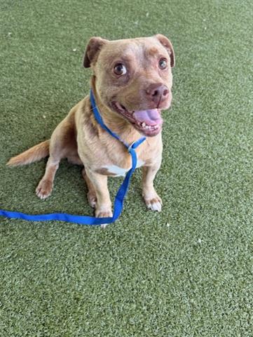 BORIS, an adoptable Terrier in San Martin, CA