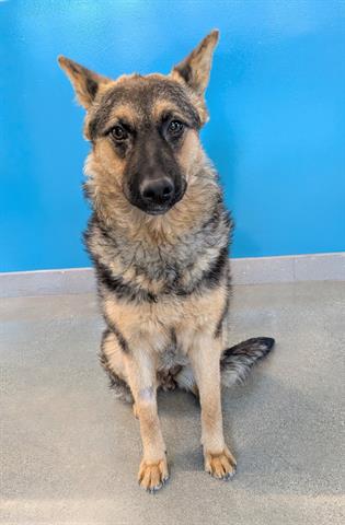 MIMI, an adoptable German Shepherd Dog in San Martin, CA