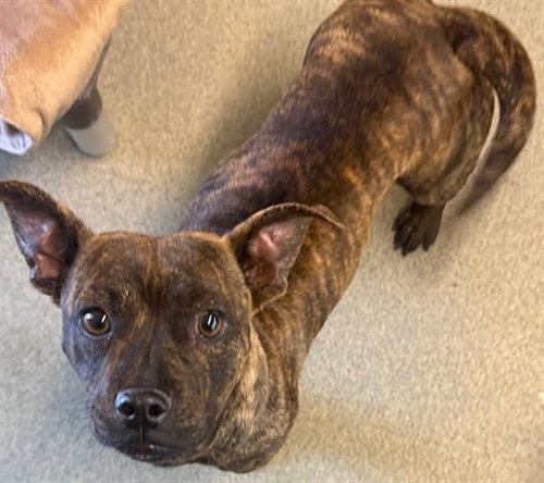 MINDY, an adoptable Terrier in San Martin, CA