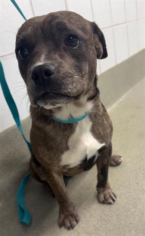 JOSHUA, an adoptable Terrier in San Martin, CA