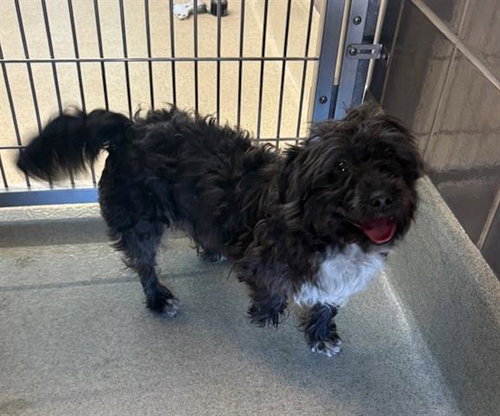 MATTHEW, an adoptable Poodle in San Martin, CA