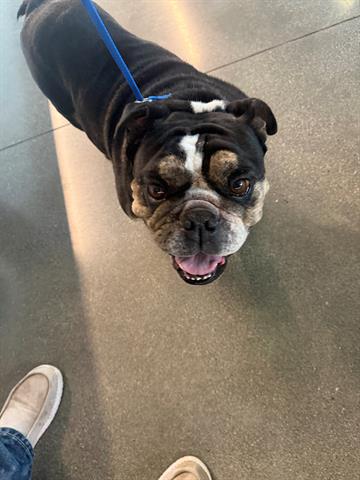 CALVIN, an adoptable English Bulldog in San Martin, CA