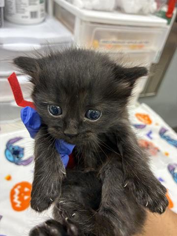 PUFF BALL, an adoptable Domestic Short Hair in San Martin, CA