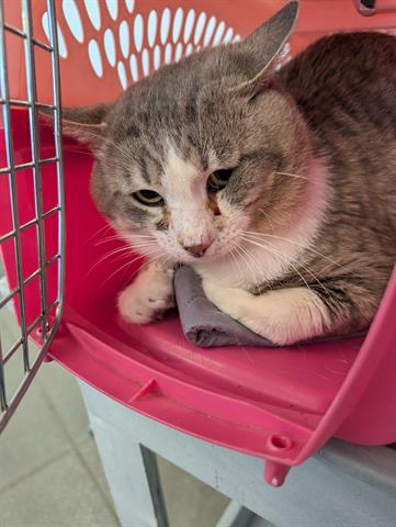 BARN CAT, an adoptable Domestic Short Hair in San Martin, CA