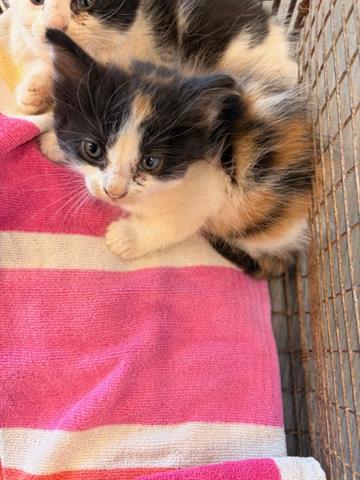 APPLE, an adoptable Domestic Short Hair in San Martin, CA