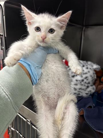 COCONUT, an adoptable Domestic Medium Hair in San Martin, CA