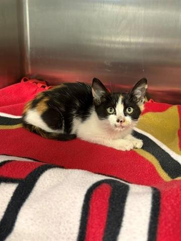 FRESHY, an adoptable Domestic Medium Hair in San Martin, CA