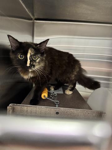BEAUTY, Young Domestic Long Hair (medium coat), cat for adoption in San Martin, California