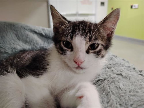 ZEE, Baby Domestic Short Hair (medium coat), cat for adoption in San Martin, California