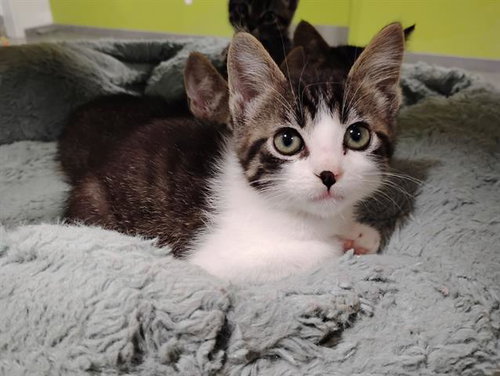 GUY, Baby Domestic Short Hair (medium coat), cat for adoption in San Martin, California