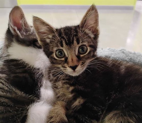 DEE, Baby Domestic Short Hair (medium coat), cat for adoption in San Martin, California