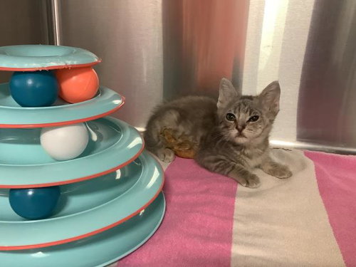 SWISS, Baby Domestic Short Hair (medium coat), cat for adoption in San Martin, California