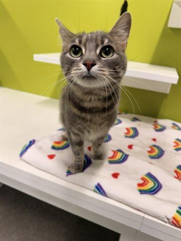 VIXEN, Adult Domestic Short Hair (medium coat), cat for adoption in San Martin, California