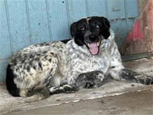 PEPPER