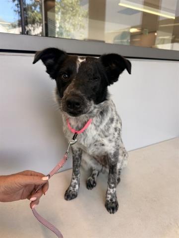 PEPPER, an adoptable Queensland Heeler in San Martin, CA
