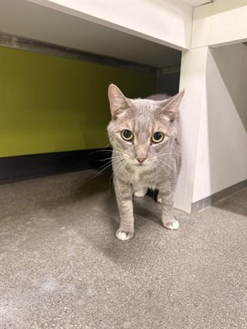 OTIS, Senior Domestic Medium Hair (medium coat), cat for adoption in San Martin, California
