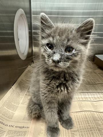 CLAY, Baby Domestic Short Hair (medium coat), cat for adoption in San Martin, California