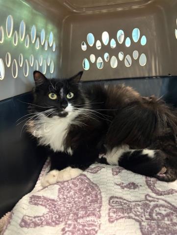 LILLIE, Adult Domestic Long Hair (medium coat), cat for adoption in San Martin, California