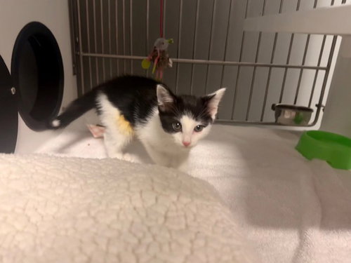 TILLIE, Baby Domestic Long Hair (medium coat), cat for adoption in San Martin, California