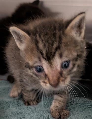 MULAN, Baby Domestic Short Hair (medium coat), cat for adoption in San Martin, California