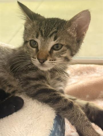 MULAN, Baby Domestic Short Hair (medium coat), cat for adoption in Santa Clara, California