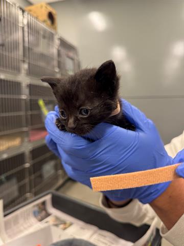 JASMINE, Baby Domestic Short Hair (medium coat), cat for adoption in San Martin, California