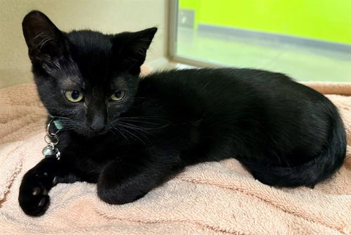 JASMINE, Baby Domestic Short Hair (medium coat), cat for adoption in Cupertino, California