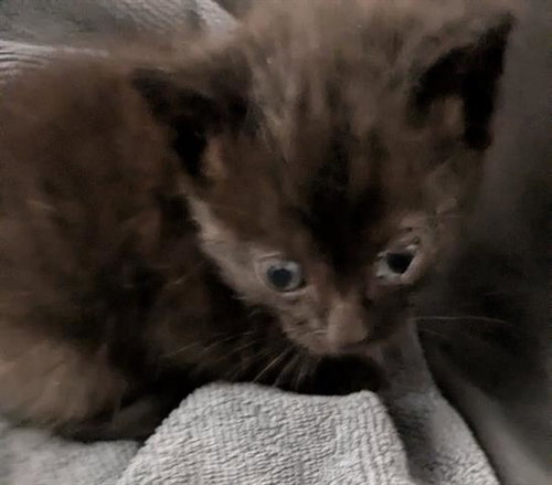 ALADDIN, Baby Domestic Short Hair (medium coat), cat for adoption in San Martin, California
