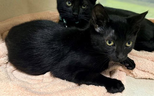 ALADDIN, Baby Domestic Short Hair (medium coat), cat for adoption in Cupertino, California