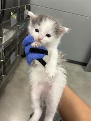 FRANKIE, Baby Domestic Medium Hair (medium coat), cat for adoption in San Martin, California