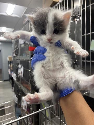 LUNA, Baby Domestic Medium Hair (medium coat), cat for adoption in San Martin, California