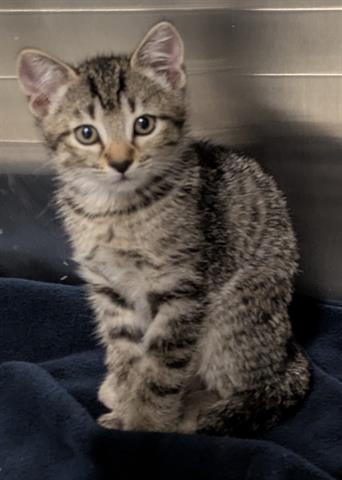 POCAHONTAS, Baby Domestic Short Hair (medium coat), cat for adoption in San Martin, California