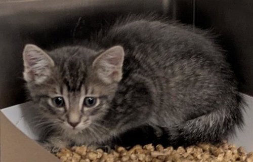 WOODY, Baby Domestic Short Hair (medium coat), cat for adoption in San Martin, California