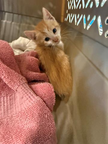 JONES, Baby Domestic Medium Hair (medium coat), cat for adoption in San Martin, California